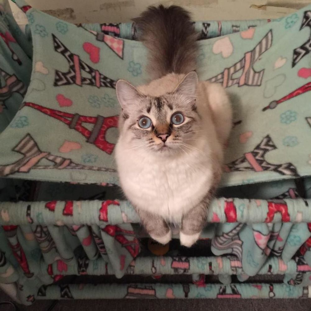 Meet your Posher, Julianne